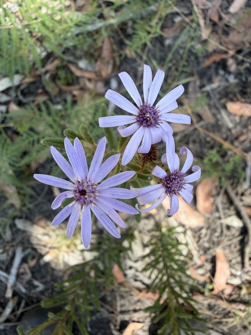 Olearia asterotricha subsp. asterotricha
