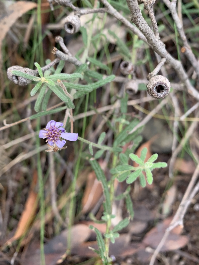 Olearia asterotricha subsp. asterotricha photo 2