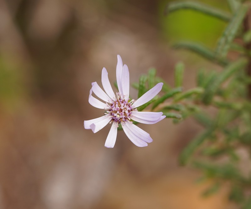 Olearia asterotricha subsp. asterotricha photo 3