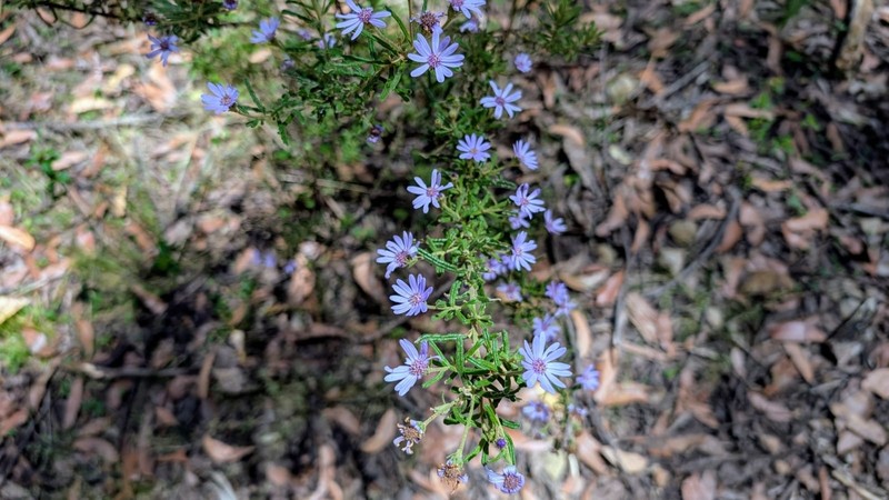 Olearia asterotricha subsp. asterotricha photo 4
