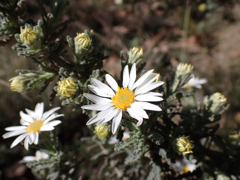 Olearia asterotricha subsp. glaucophylla