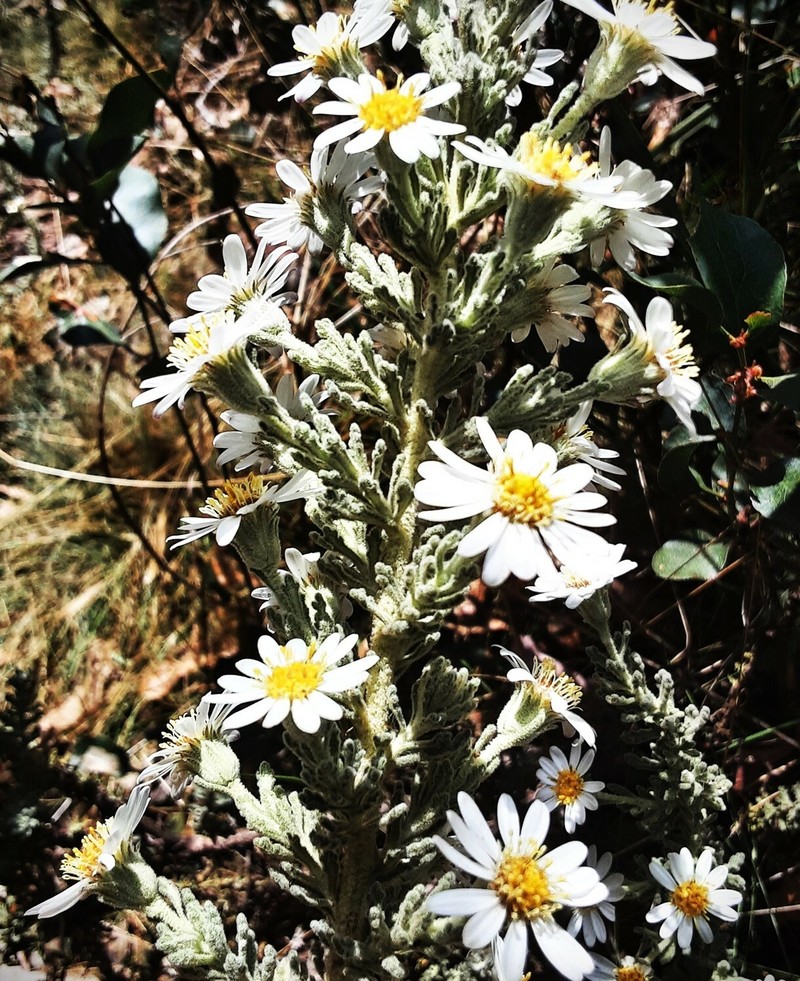 Olearia asterotricha subsp. glaucophylla photo 2