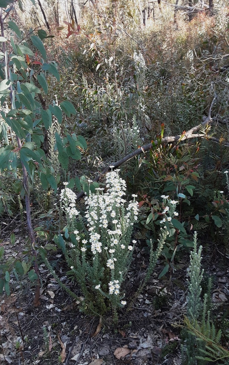 Olearia asterotricha subsp. glaucophylla photo 3
