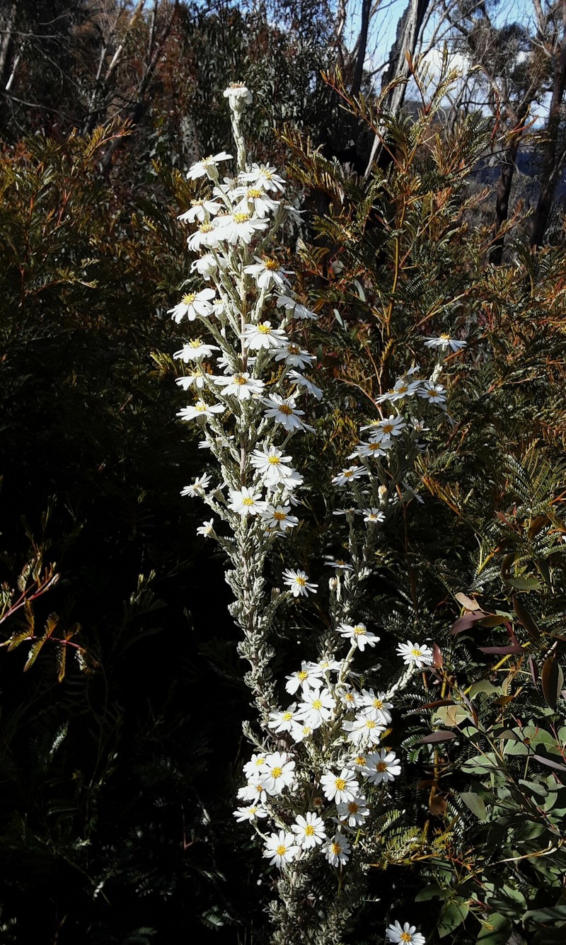 Olearia asterotricha subsp. glaucophylla photo 4