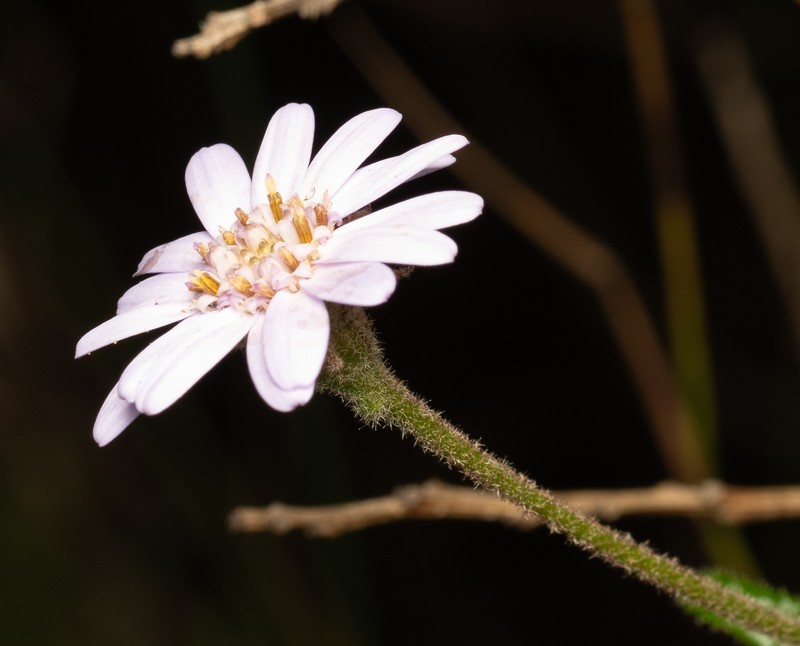 Olearia asterotricha subsp. lobata