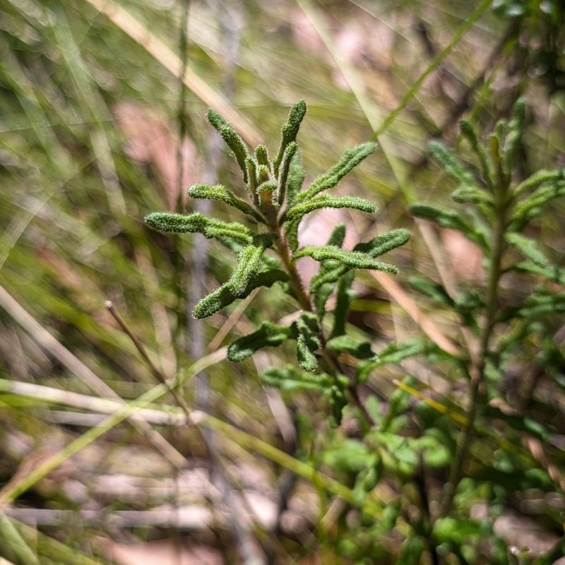 Olearia asterotricha subsp. lobata photo 2