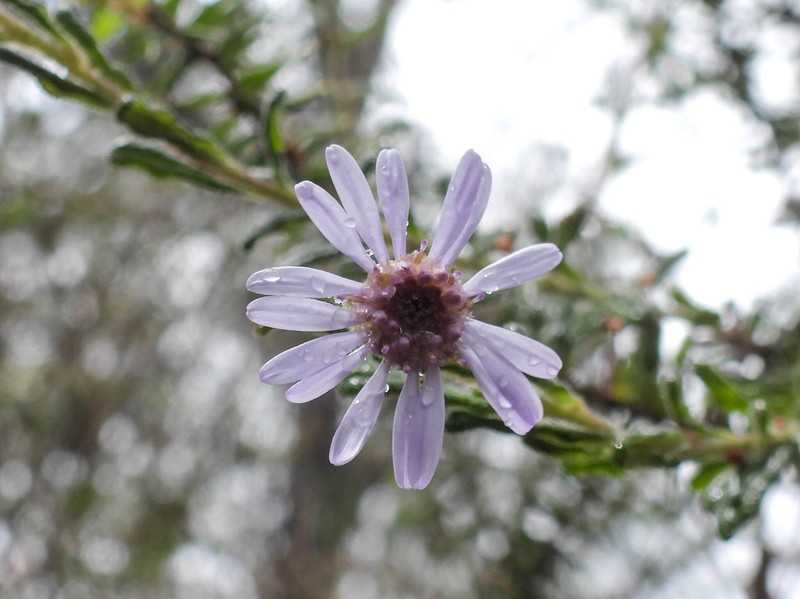 Olearia asterotricha subsp. lobata photo 4