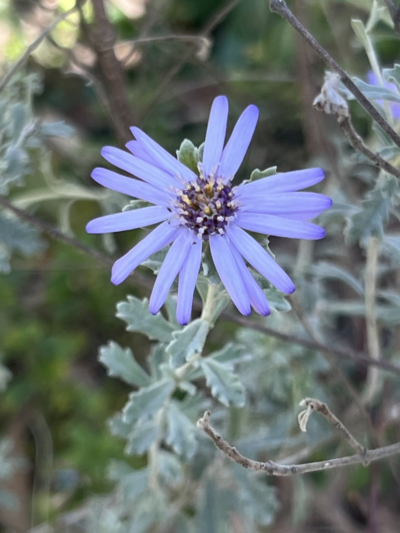 Olearia astroloba