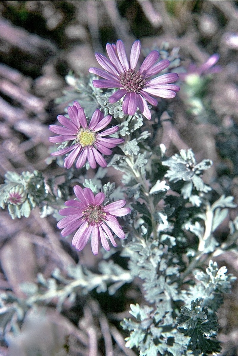 Olearia astroloba photo 2