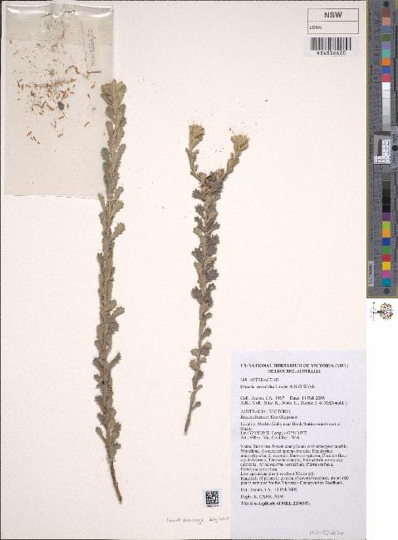 Olearia astroloba photo 3