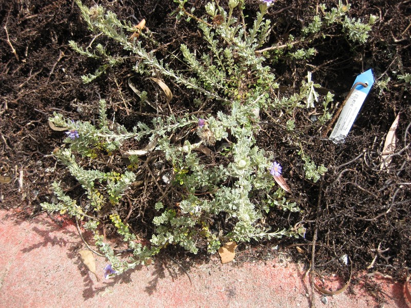 Olearia astroloba photo 4