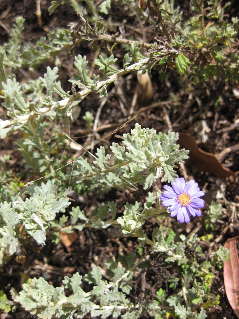 Olearia astroloba photo 5