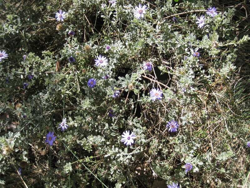 Olearia astroloba photo 6