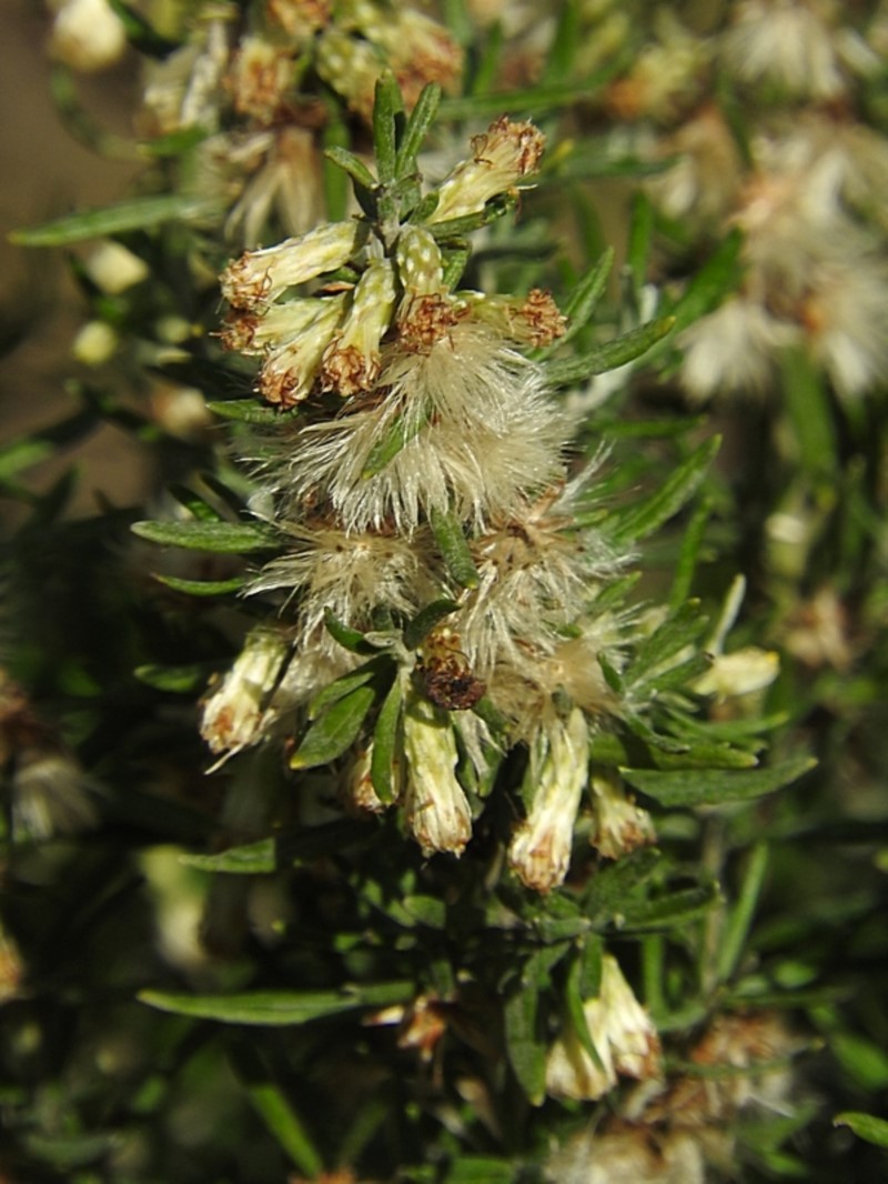 Olearia axillaris