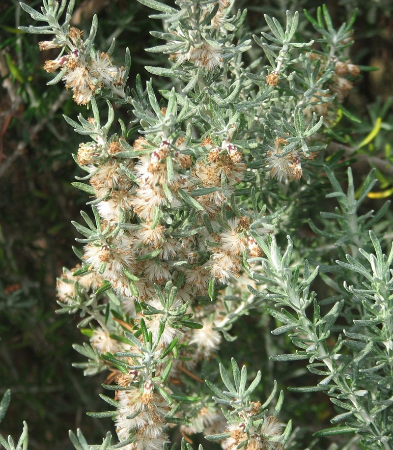 Olearia axillaris photo 2