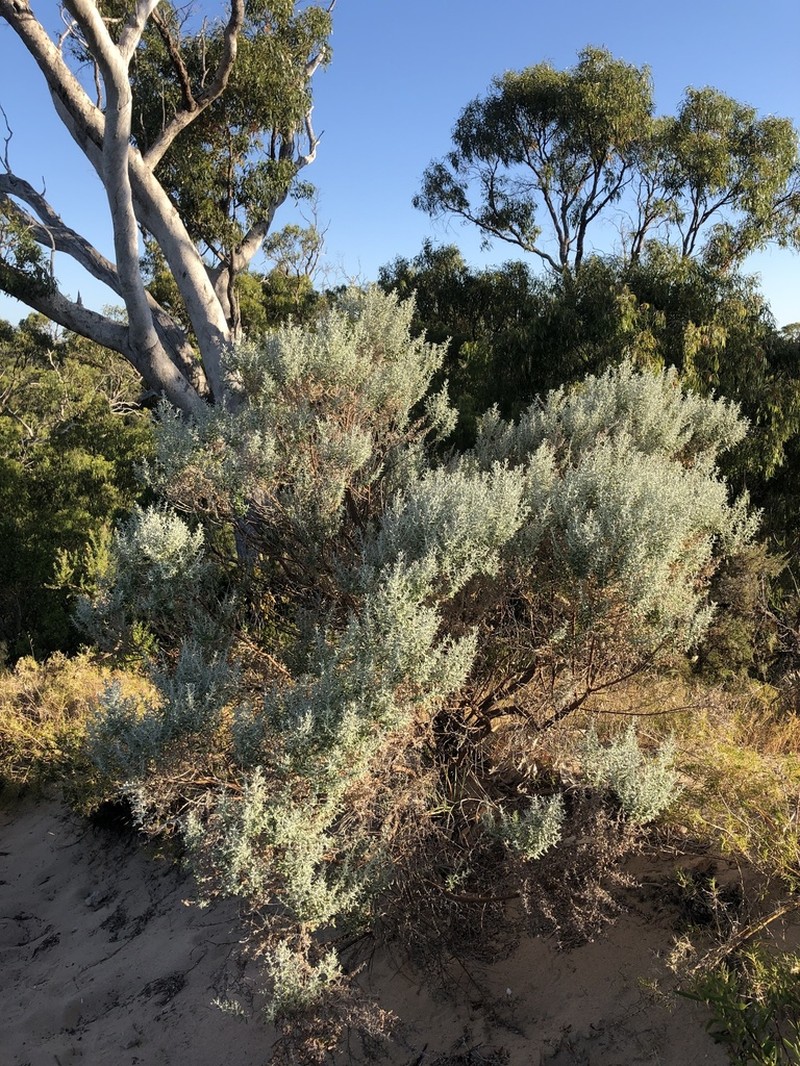 Olearia axillaris photo 3