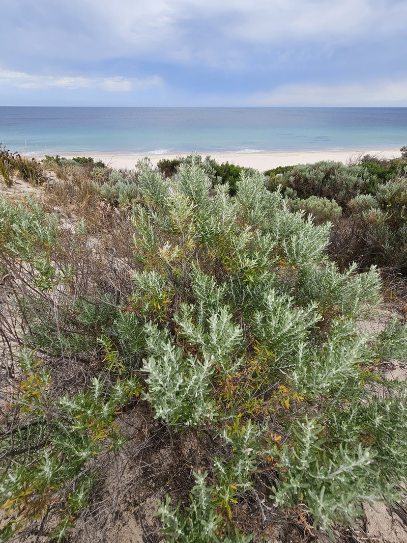 Olearia axillaris photo 4