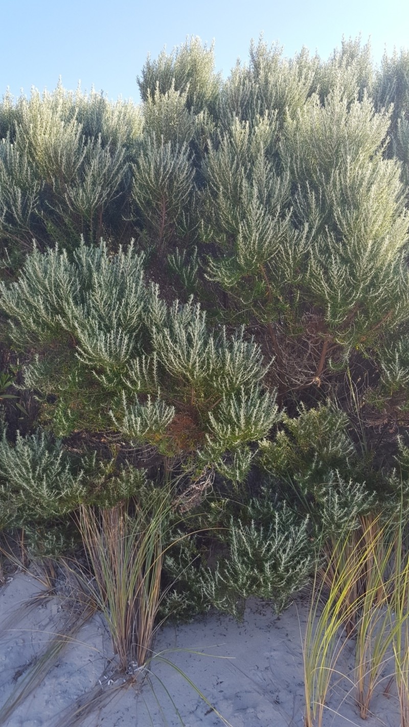 Olearia axillaris photo 5