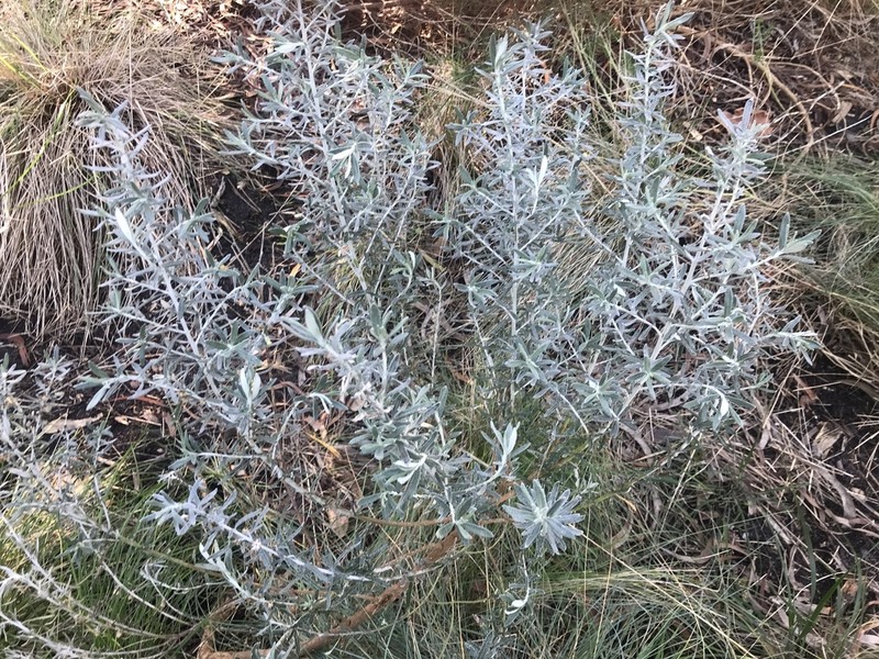 Olearia axillaris photo 6
