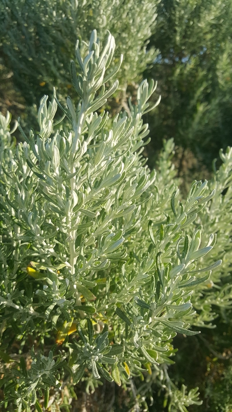 Olearia axillaris photo 7