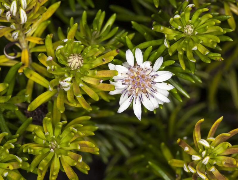 Olearia ballii