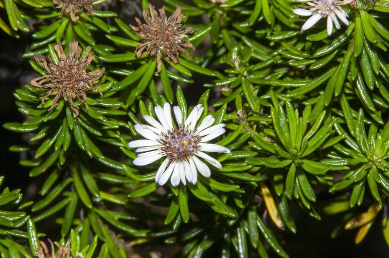 Olearia ballii photo 2