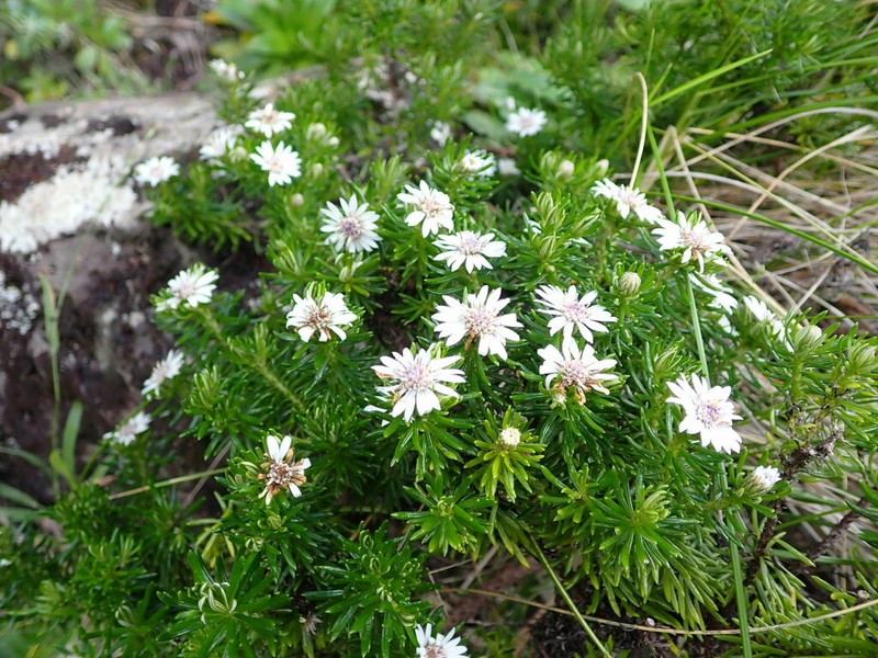 Olearia ballii photo 3