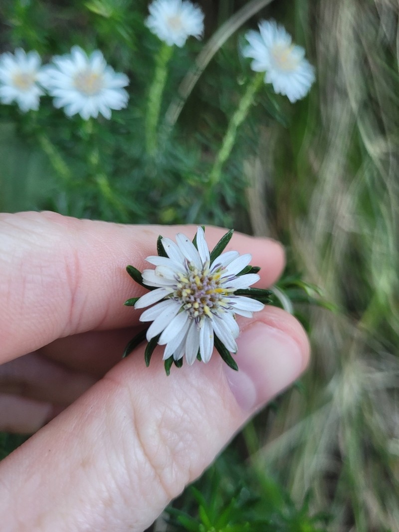 Olearia ballii photo 4