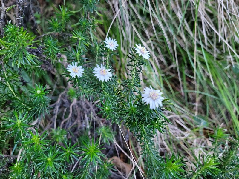 Olearia ballii photo 5