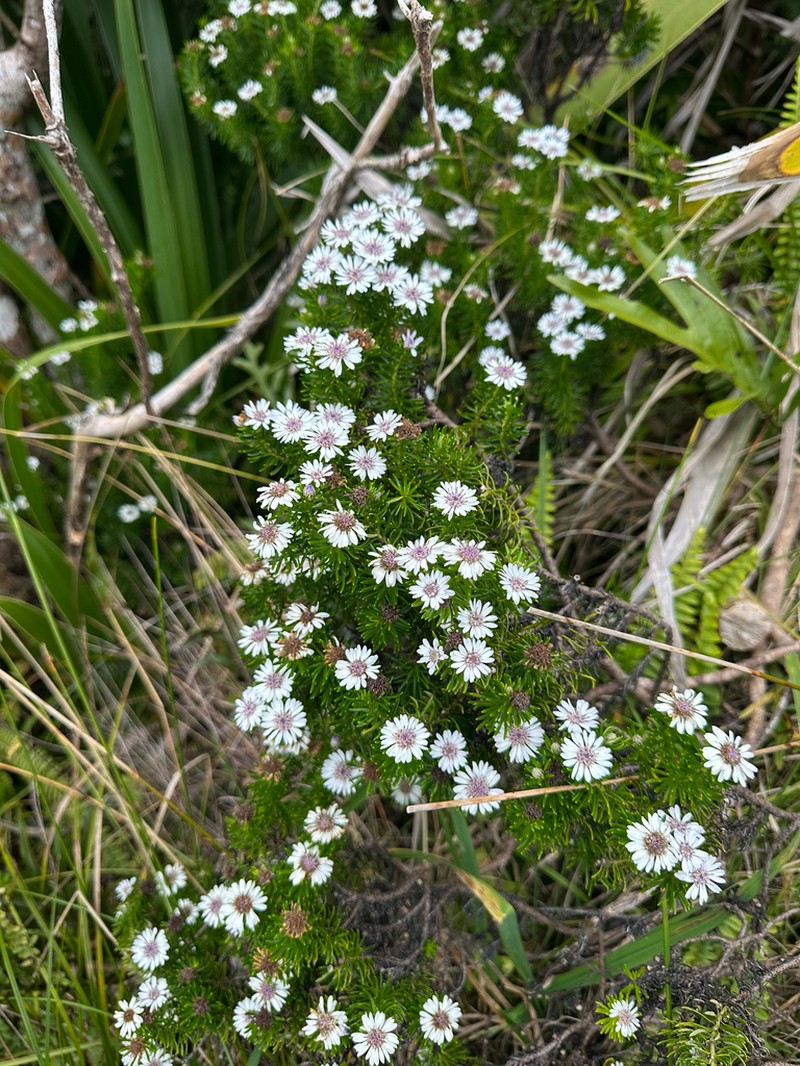 Olearia ballii photo 6