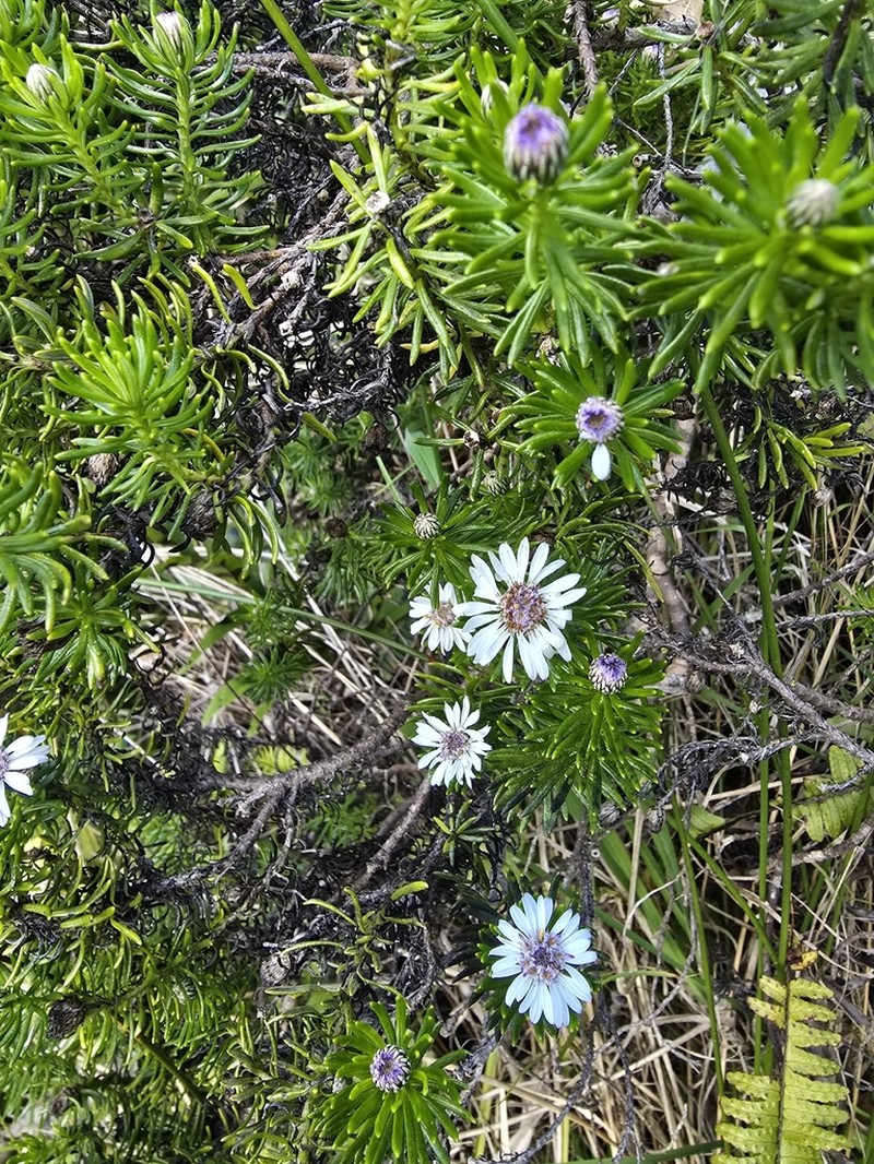 Olearia ballii photo 7