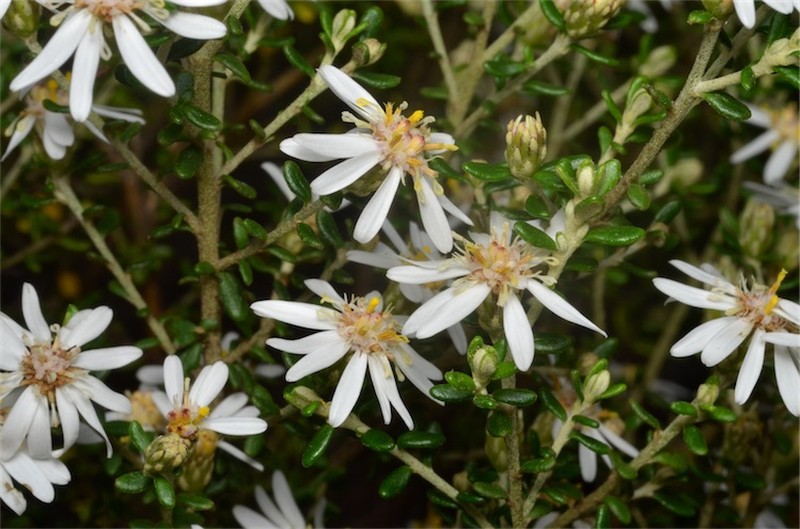 Olearia brachyphylla