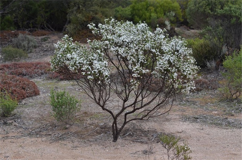 Olearia brachyphylla photo 2
