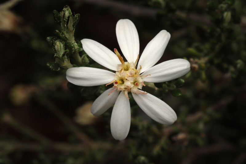Olearia brachyphylla photo 3
