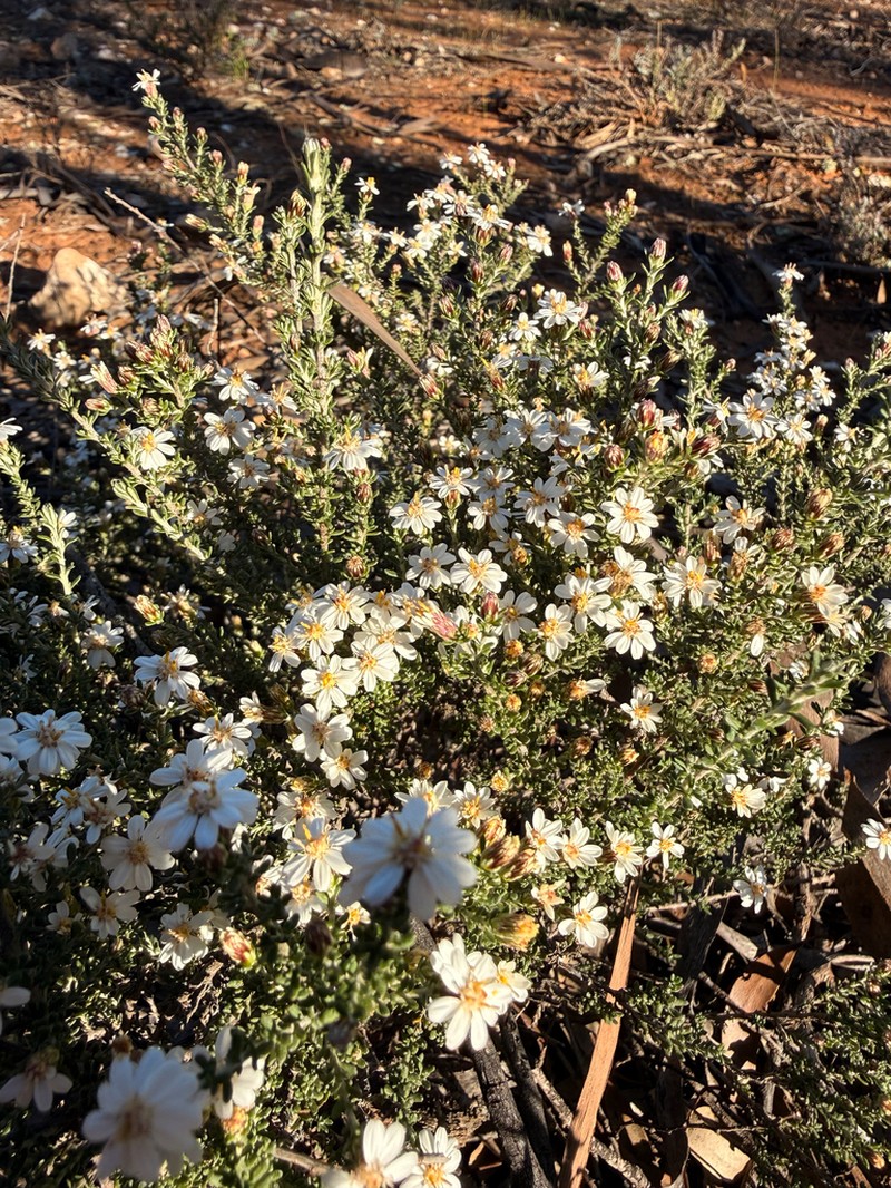 Olearia brachyphylla photo 4