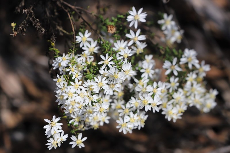 Olearia brachyphylla photo 5