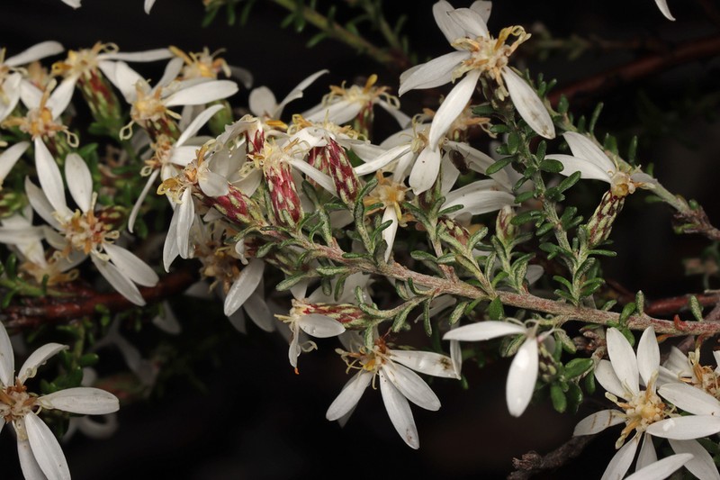 Olearia brachyphylla photo 6