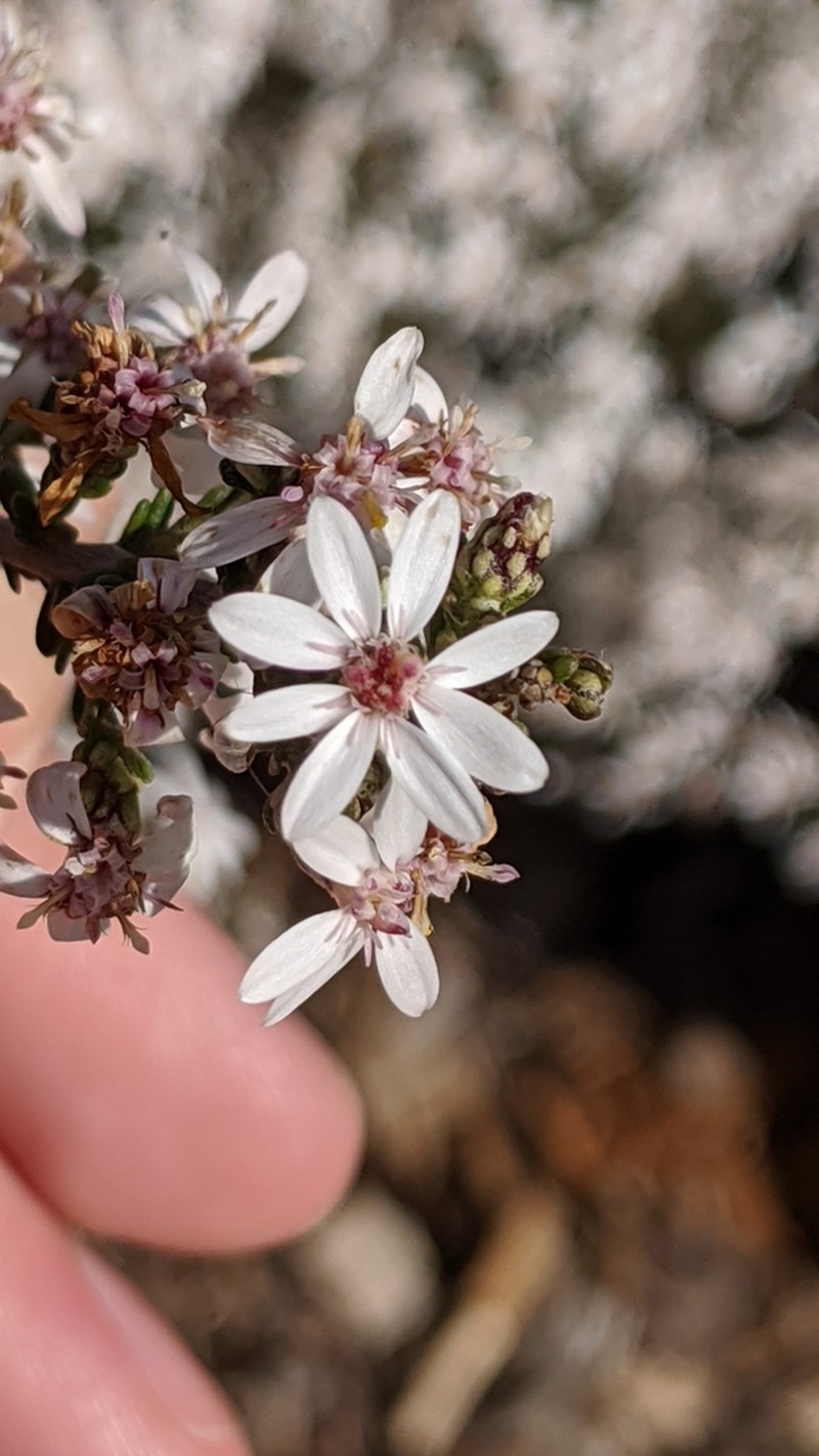 Olearia brachyphylla photo 7