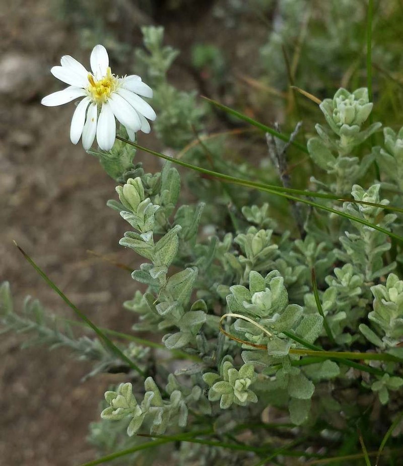 Olearia brevipedunculata photo 2