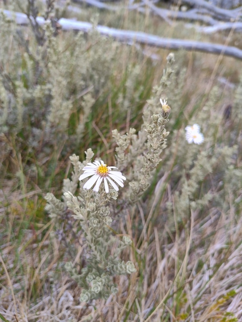 Olearia brevipedunculata photo 3