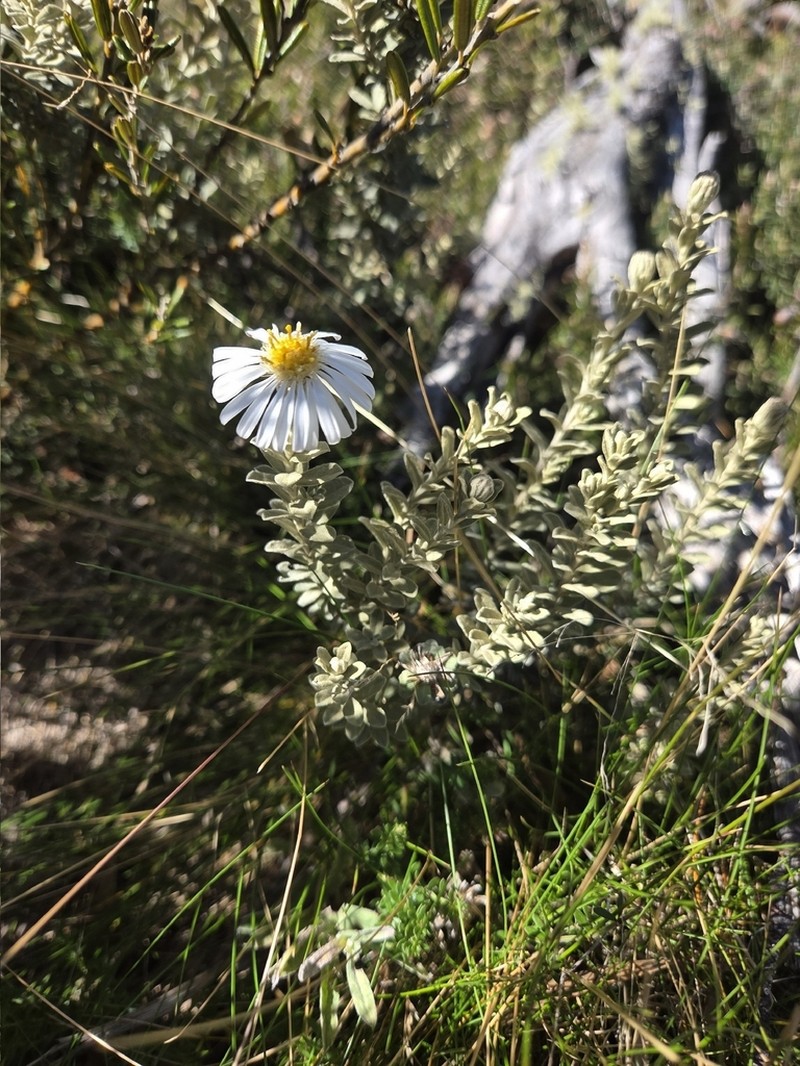 Olearia brevipedunculata photo 4