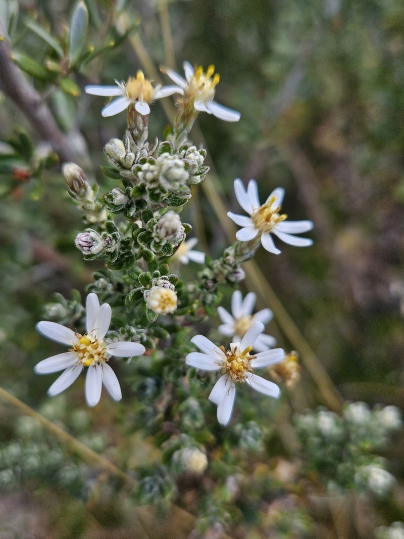 Olearia brevipedunculata photo 5