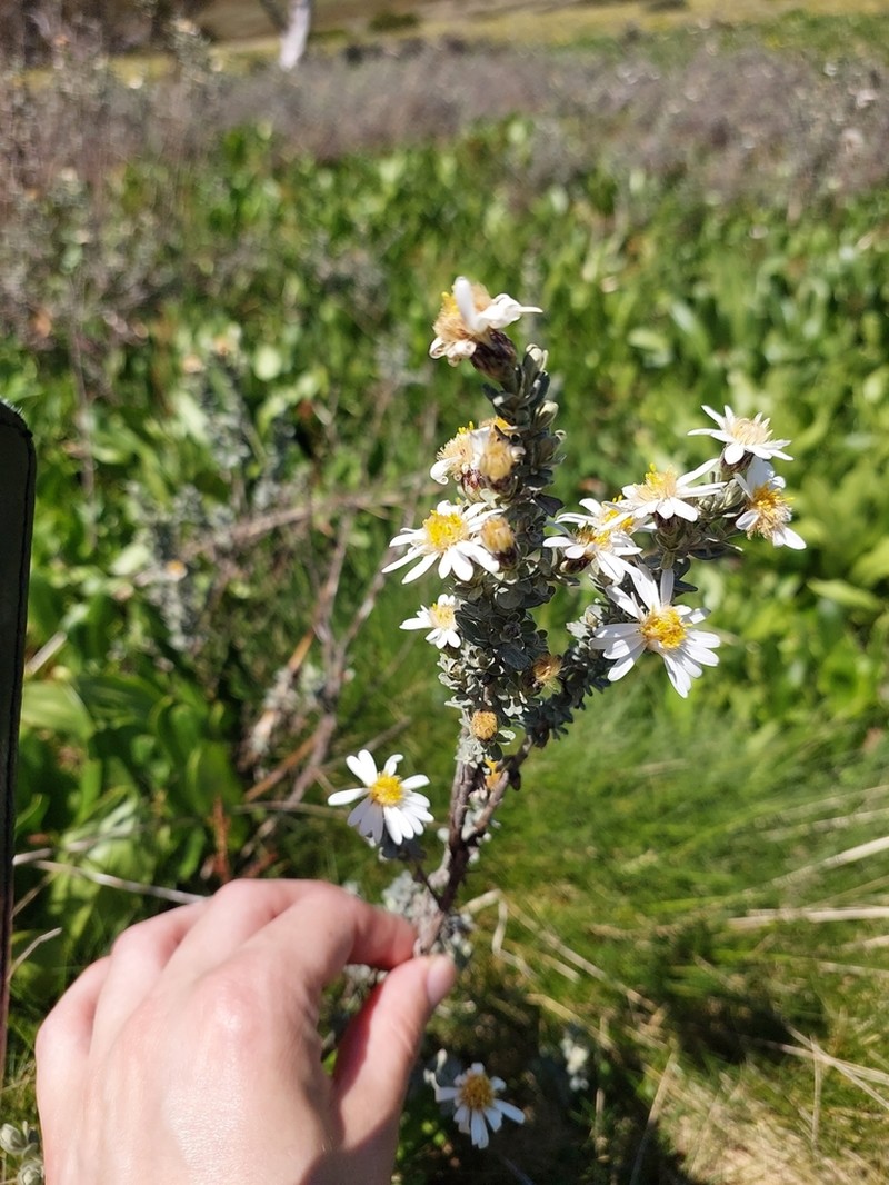 Olearia brevipedunculata photo 6