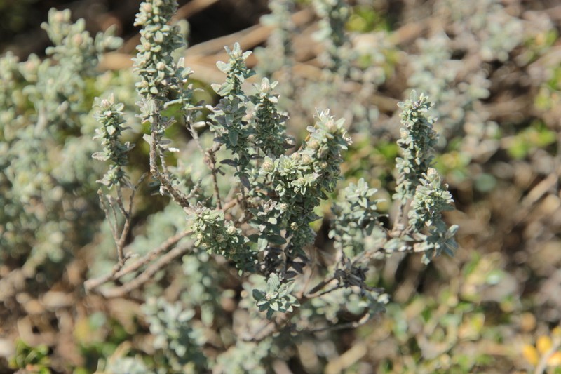 Olearia brevipedunculata photo 7