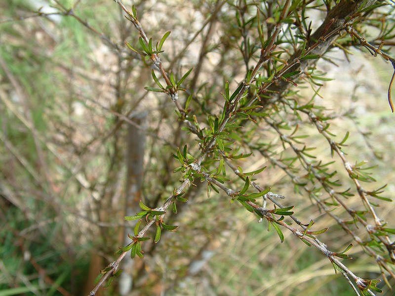 Olearia bullata
