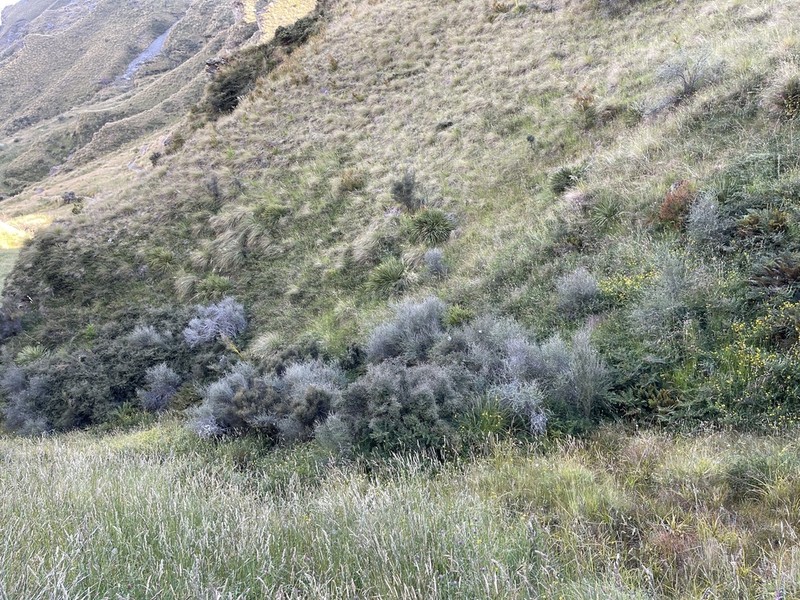 Olearia bullata photo 2