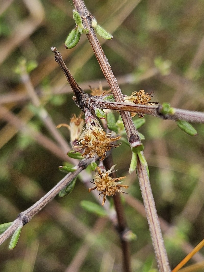 Olearia bullata photo 3