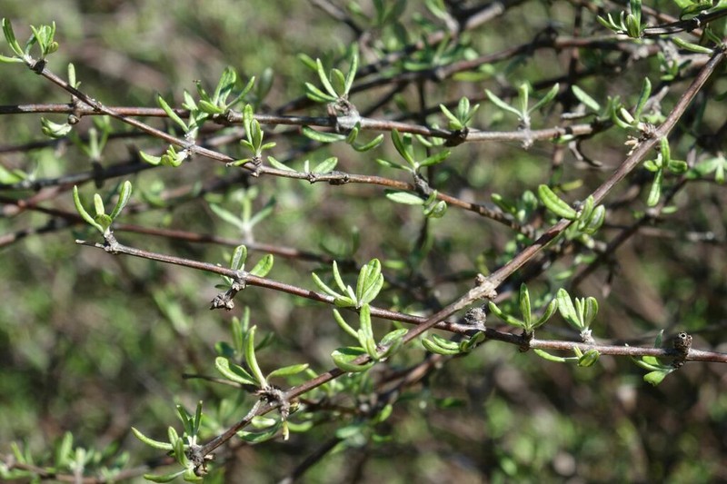 Olearia bullata photo 4