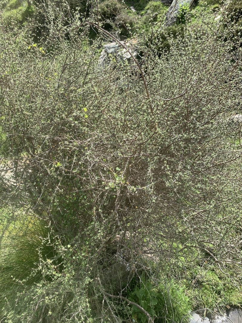 Olearia bullata photo 5