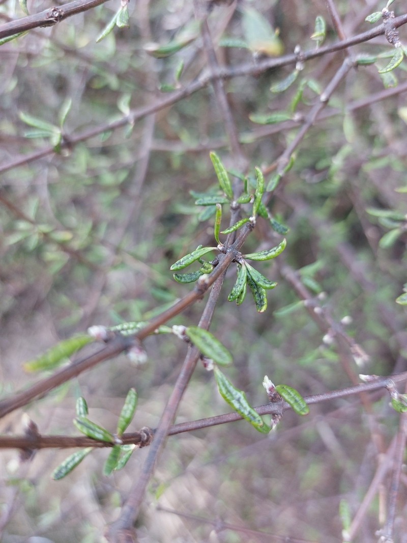 Olearia bullata photo 6